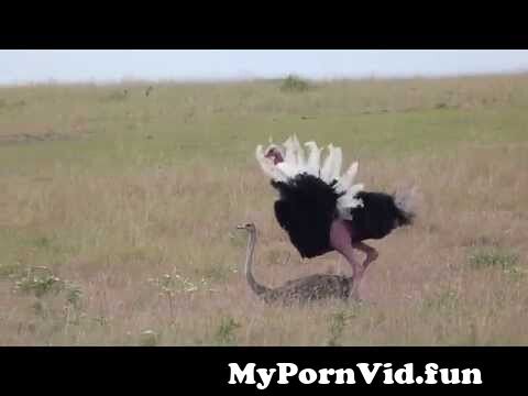 Badwap In Common Download - Ostrich Sex, Masai Mara, Kenya from maasai porn Watch Video - MyPornVid.fun