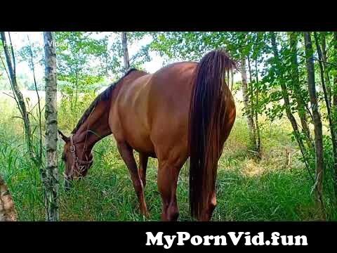 In case you ever wondered our philosophy on horses pooping while riding  was, here you go. from mare pooping Watch Video - MyPornVid.fun
