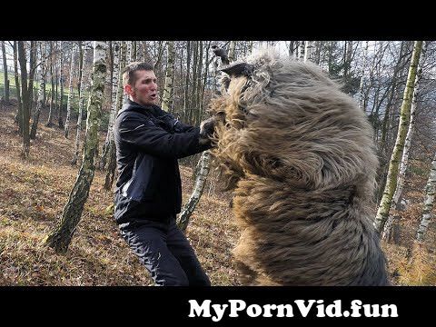 Animal maltezer porno