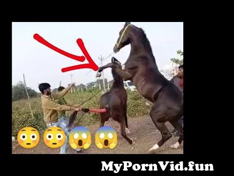 Sex of the girl with horse in Hyderabad