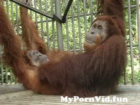 Donlot Sex Orang Hutan - Ever Watched Orangutans Having Sex? | Orangutans Mating in Borneo from orang  hutan sex 3gp Watch Video - MyPornVid.fun