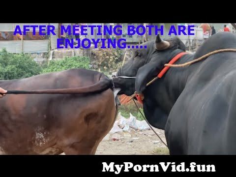 Natural animal meeting|cow bull and  buffalo|#Hybridmating|#horsemeeting,#Crossmeeting from hard indian sexnimal  old sex sexx Watch Video 