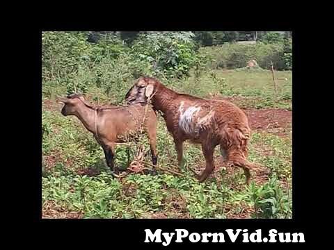Videos of animals have sex in Ludhiana