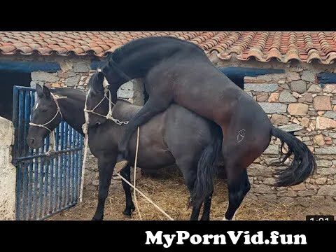 Horse power sex video by animals love funny videos from www anemls sexvideo  Watch Video 