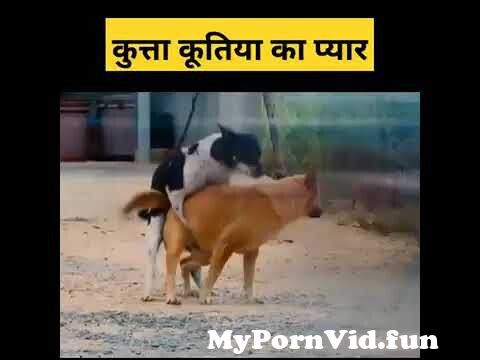 Dog Sex | Kutta Kutti Porn | Sex | Animal Sex | Animal meeting | dog  meeting #shorts #comedy #tiktok from kuta gog video hd xxx seksi video hd  songdeoslimdog baby 3dindian