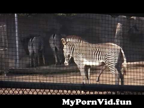 Zoo porn in Cali