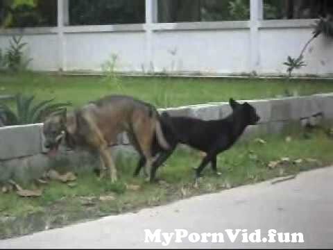 Video dogsex Florida man