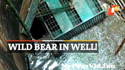 View Full Screen: watch 124 wild bear rescued from village well in odisha.jpg