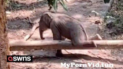 Adorable moment baby elephant struggles to follow its mother and trips over fallen tree from anime hentai step mother and step sister Watch Video - MyPornVid.fun