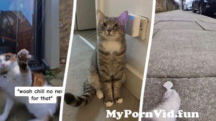 Cat owner discovers his pet's secret life after fitting it with a collar camera from secret star sessions nude Watch Video - MyPornVid.fun