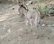 Donkey life