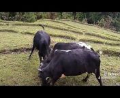 Rural Life Nepal
