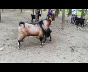 Gazipur Goatfarm