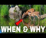 Whitetail obsession outdoors