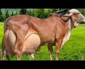 Agri u0026 livestock Farming 3.4M Views