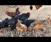 देसी मूगी‌ पालन Murgi Farm 02