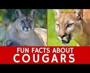 Animal facts by Datacube