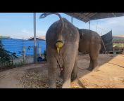 ELEPHANT ช้างไทย เมตตา มหาเฮง