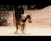Xnx Janwr - Dog. dog. sex sex. xnx from xxx janwar xnx com Watch Video - MyPornVid.fun