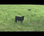 Clover Meadows Beef - Grass Fed Beef - St. Louis