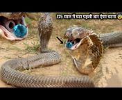 sujay snake saver