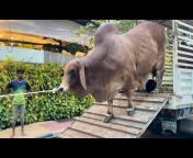 Biggest Cow in Bangladesh