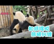 Giant Panda Breeding Research Foundation