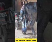 jay shyam dairy farm