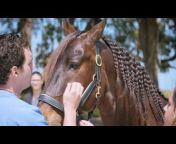 Performance Equine Veterinary Services
