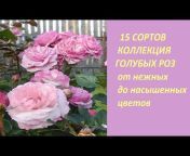 Розы у Елены. flowers and plants