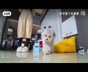狗狗欢乐大合集Doggy collections