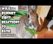 Wild Texas Bunnies 德州野兔
