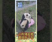 熊猫欢乐窝