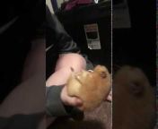 Deep Fried Hamster