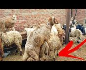 الشبراوي نجا لتنمية تربيه الماعز في مصر
