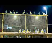 Dar pigeons club