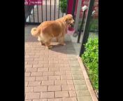Golden Retriever - Dog Awesome