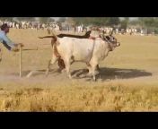 Bull race
