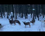 Don France - The Rocky Mountain Elk u0026 Deer Watch