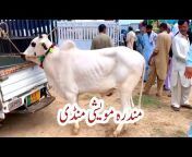 Dairy Farming in Pakistan
