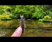 Creek Fishing Adventures