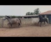 Purebred Spanish Horses