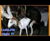 Sabri goat farm