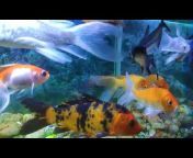 LD Aquarium Fish
