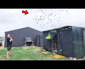 Maney Pigeons