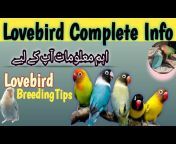 Love 4 Birds