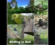 Birds of Bali - Amazing Bali Nature