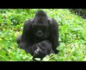 Www Gorilla Xxxx Video In - gorilla xxx Videos - MyPornVid.fun