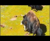 Tibetan yak