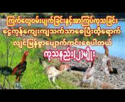kyaw Soe CockFighting Guide (OffIcial)